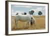 Boy Standing with Horse in a Field-William P. Gottlieb-Framed Photographic Print