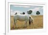 Boy Standing with Horse in a Field-William P. Gottlieb-Framed Photographic Print