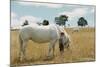 Boy Standing with Horse in a Field-William P. Gottlieb-Mounted Photographic Print