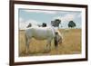 Boy Standing with Horse in a Field-William P. Gottlieb-Framed Photographic Print