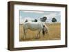 Boy Standing with Horse in a Field-William P. Gottlieb-Framed Photographic Print