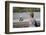 Boy Standing with Kitten in Schoolyard-William P. Gottlieb-Framed Photographic Print