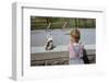 Boy Standing with Kitten in Schoolyard-William P. Gottlieb-Framed Photographic Print