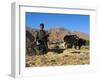 Boy Threshing with Oxen, Bamiyan Province, Afghanistan-Jane Sweeney-Framed Photographic Print