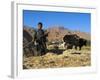 Boy Threshing with Oxen, Bamiyan Province, Afghanistan-Jane Sweeney-Framed Photographic Print