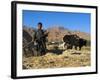 Boy Threshing with Oxen, Bamiyan Province, Afghanistan-Jane Sweeney-Framed Photographic Print