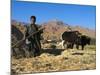 Boy Threshing with Oxen, Bamiyan Province, Afghanistan-Jane Sweeney-Mounted Photographic Print
