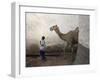 Boy Walks His Camel Through One of the 368 Alleyways Contained Within the City of Harar, Ethiopia-Mcconnell Andrew-Framed Photographic Print