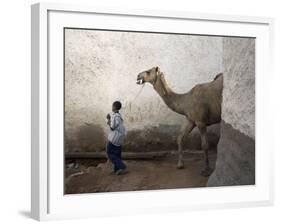 Boy Walks His Camel Through One of the 368 Alleyways Contained Within the City of Harar, Ethiopia-Mcconnell Andrew-Framed Photographic Print