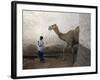 Boy Walks His Camel Through One of the 368 Alleyways Contained Within the City of Harar, Ethiopia-Mcconnell Andrew-Framed Photographic Print