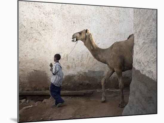 Boy Walks His Camel Through One of the 368 Alleyways Contained Within the City of Harar, Ethiopia-Mcconnell Andrew-Mounted Photographic Print
