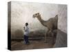 Boy Walks His Camel Through One of the 368 Alleyways Contained Within the City of Harar, Ethiopia-Mcconnell Andrew-Stretched Canvas