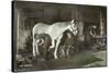 Boy Watches as a Blacksmith Shoes a Horse-null-Stretched Canvas