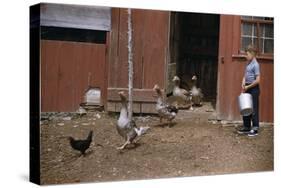 Boy Watching Geese Leave Barn-William P. Gottlieb-Stretched Canvas