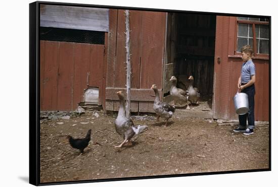 Boy Watching Geese Leave Barn-William P. Gottlieb-Framed Stretched Canvas