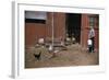 Boy Watching Geese Leave Barn-William P. Gottlieb-Framed Photographic Print