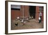 Boy Watching Geese Leave Barn-William P. Gottlieb-Framed Photographic Print