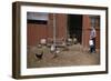 Boy Watching Geese Leave Barn-William P. Gottlieb-Framed Photographic Print