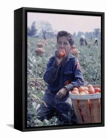 Boy Wearing an Old Scout Shirt, Eating Tomato During Harvest on Farm, Monroe, Michigan-John Loengard-Framed Stretched Canvas