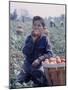 Boy Wearing an Old Scout Shirt, Eating Tomato During Harvest on Farm, Monroe, Michigan-John Loengard-Mounted Premium Photographic Print