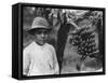 Boy with Bananas Growing on a Tree, Tenerife, Canary Islands, Spain, C1920S-C1930S-null-Framed Stretched Canvas