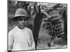 Boy with Bananas Growing on a Tree, Tenerife, Canary Islands, Spain, C1920S-C1930S-null-Mounted Photographic Print