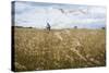 Boy with Bicycle in Grain Field-Ralf Gerard-Stretched Canvas