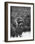 Boy with Dog Fishing-Philip Gendreau-Framed Photographic Print