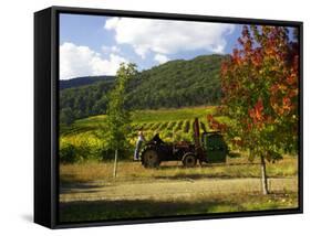 Boynton's of Bright Vineyard, near Bright, Victoria, Australia-David Wall-Framed Stretched Canvas