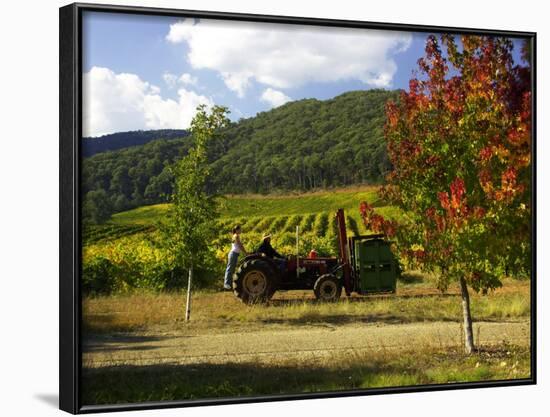 Boynton's of Bright Vineyard, near Bright, Victoria, Australia-David Wall-Framed Photographic Print