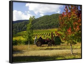 Boynton's of Bright Vineyard, near Bright, Victoria, Australia-David Wall-Framed Photographic Print