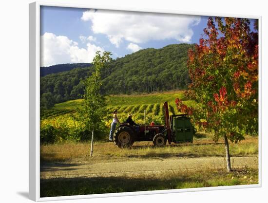 Boynton's of Bright Vineyard, near Bright, Victoria, Australia-David Wall-Framed Photographic Print