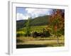 Boynton's of Bright Vineyard, near Bright, Victoria, Australia-David Wall-Framed Photographic Print