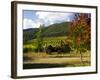 Boynton's of Bright Vineyard, near Bright, Victoria, Australia-David Wall-Framed Photographic Print