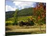 Boynton's of Bright Vineyard, near Bright, Victoria, Australia-David Wall-Mounted Photographic Print