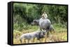 Boys are Taking Care of the Family Buffaloes. Sapa Region. Vietnam-Tom Norring-Framed Stretched Canvas