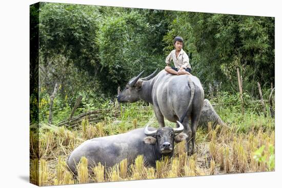 Boys are Taking Care of the Family Buffaloes. Sapa Region. Vietnam-Tom Norring-Stretched Canvas