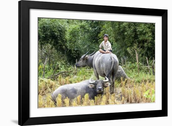 Boys are Taking Care of the Family Buffaloes. Sapa Region. Vietnam-Tom Norring-Framed Photographic Print