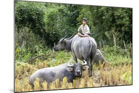 Boys are Taking Care of the Family Buffaloes. Sapa Region. Vietnam-Tom Norring-Mounted Photographic Print