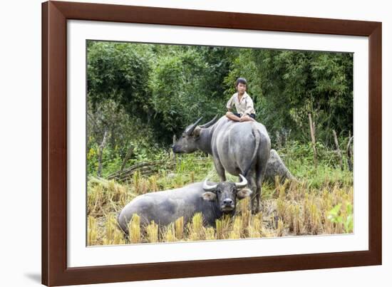 Boys are Taking Care of the Family Buffaloes. Sapa Region. Vietnam-Tom Norring-Framed Photographic Print