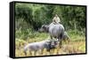Boys are Taking Care of the Family Buffaloes. Sapa Region. Vietnam-Tom Norring-Framed Stretched Canvas