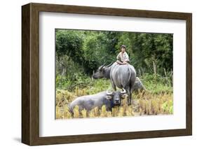 Boys are Taking Care of the Family Buffaloes. Sapa Region. Vietnam-Tom Norring-Framed Photographic Print