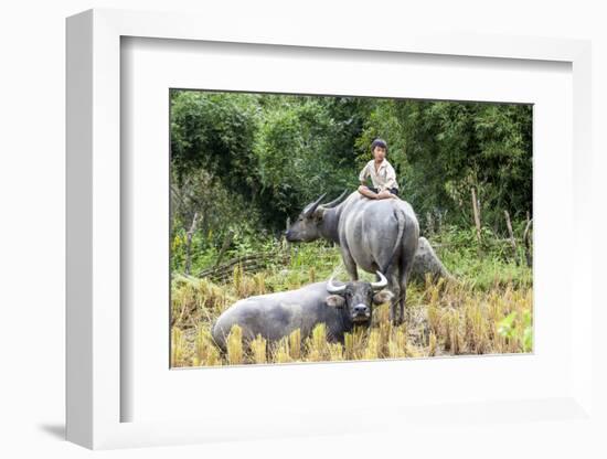 Boys are Taking Care of the Family Buffaloes. Sapa Region. Vietnam-Tom Norring-Framed Photographic Print