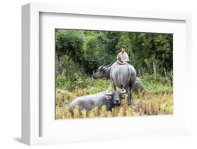 Boys are Taking Care of the Family Buffaloes. Sapa Region. Vietnam-Tom Norring-Framed Photographic Print