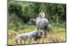 Boys are Taking Care of the Family Buffaloes. Sapa Region. Vietnam-Tom Norring-Mounted Photographic Print