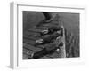 Boys Crabbing-null-Framed Photographic Print