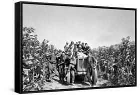 Boys on a Tractor on a Tobacco Field-Sergio del Grande-Framed Stretched Canvas