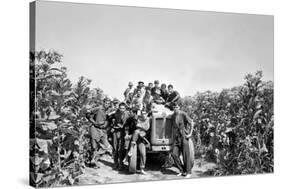 Boys on a Tractor on a Tobacco Field-Sergio del Grande-Stretched Canvas