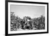 Boys on a Tractor on a Tobacco Field-Sergio del Grande-Framed Photographic Print