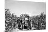 Boys on a Tractor on a Tobacco Field-Sergio del Grande-Mounted Photographic Print